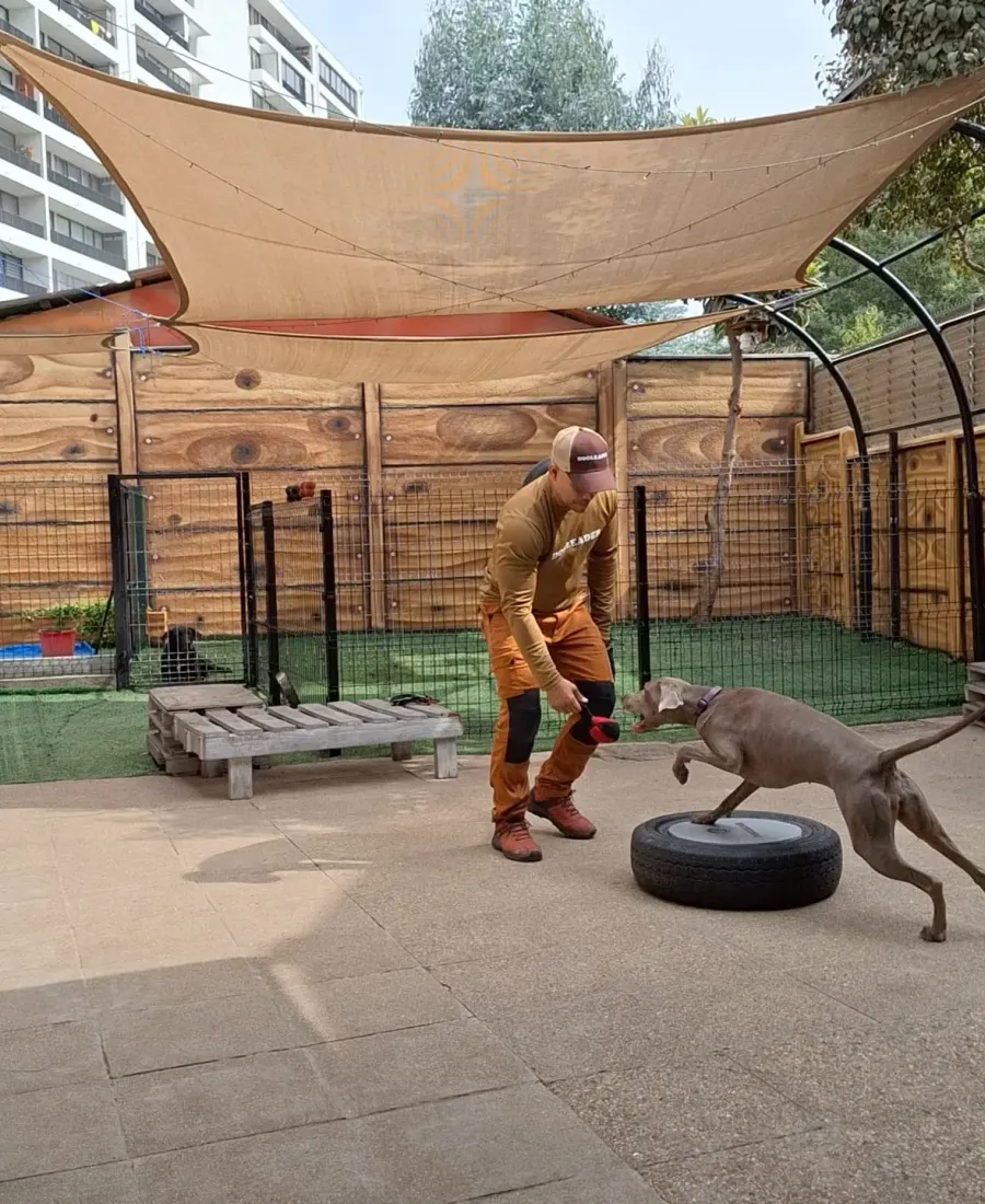 Héctor Mérida entrenando a un perro en Dogleader
