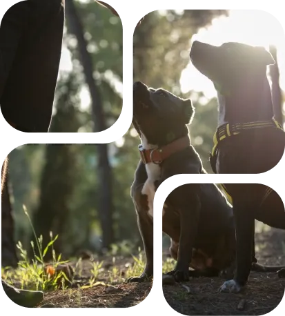Adiestrador trabajando con perros